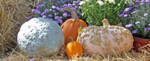 pumpkins-19533_640_A