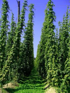 hop-vines-240579_640