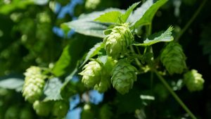 hop-vines-409870_640